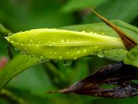 Regentropfen an Blütenknospe